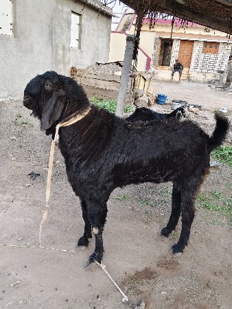 જામખંભાળિયા