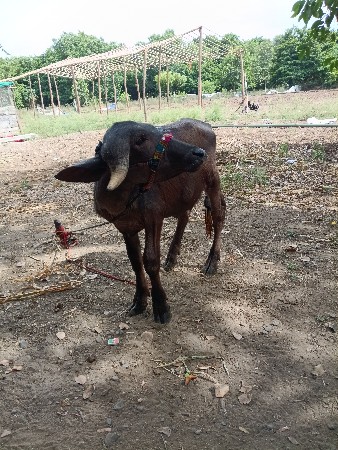 थंबनेल 2