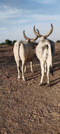 અત્યારે વેચવાના છે