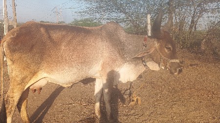 थंबनेल 1