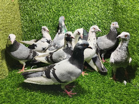 थंबनेल 2