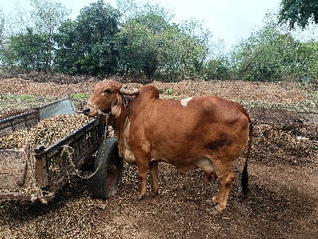 ગીર ગાય