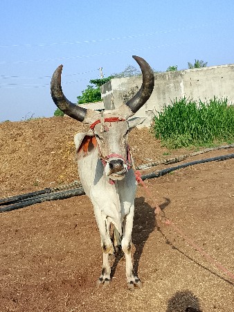 બળદ વેચવાના છે