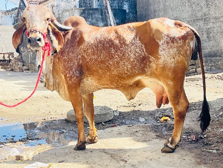 ઓરીજનલ ગીર કાબરી હોડકી વેચવાની