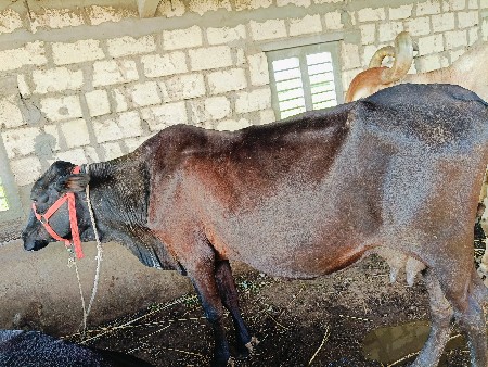 એચએફ ગાય વેચવાની છે