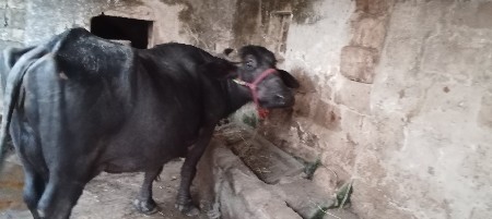 ભેંસ વેચવાની છે