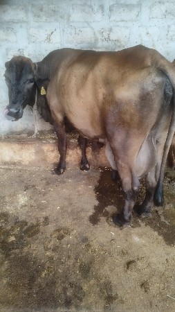 એચ. એફ. ગાય વેચવાની છે