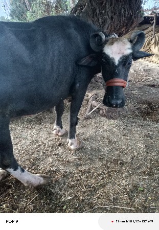 ભેંસ વેચવાની છે