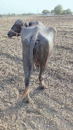 ભેંસ વેચવાની છે.