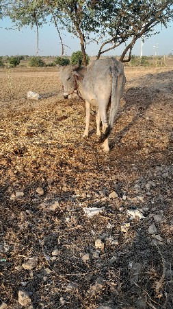 थंबनेल 2