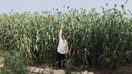 જુવાર છે  લીલી સારા માં