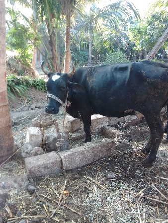 થંબનેલ 2