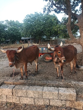 થંબનેલ 2