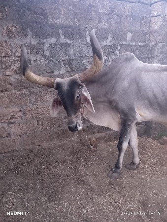 બળદ વેચવા ના છે