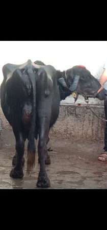 थंबनेल 2