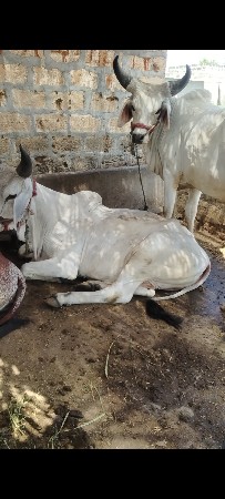 ઘોધલા વેસવાના છે