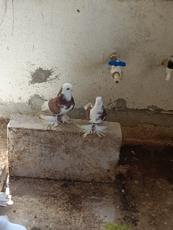 थंबनेल 3