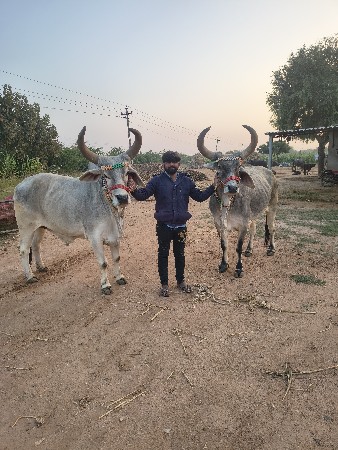 બીજી ધર ના ઘોઘલા