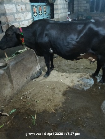 थंबनेल 3