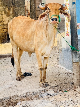 थंबनेल 4