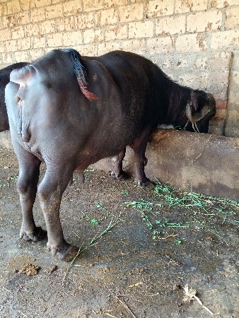 ભેંસ વેચવાની છે