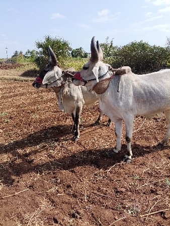 સાવસોજા
