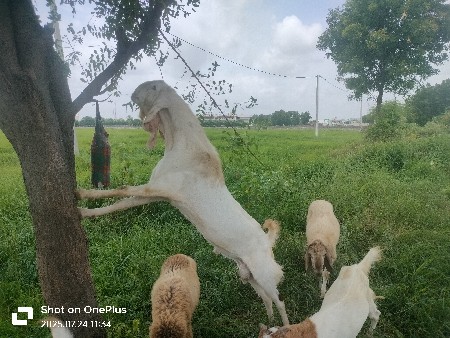 થંબનેલ 2