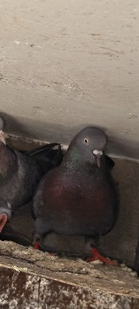 કબૂતર વેચવાના છે