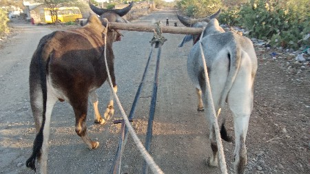 ચાર ચાર દાતે