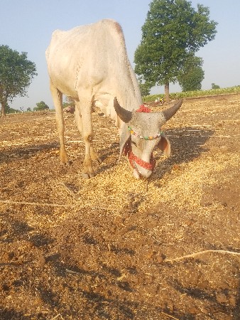 ગોડ વેચવાનો