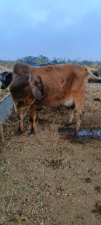 ગાય વેચવાની છે