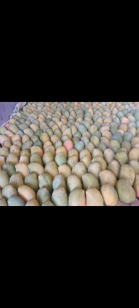 પાકેલ