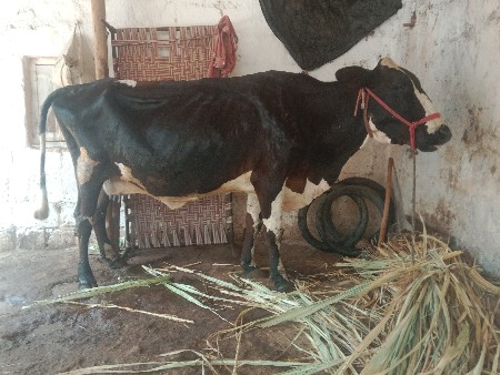 જર્સી ગાય વેચવાની છે