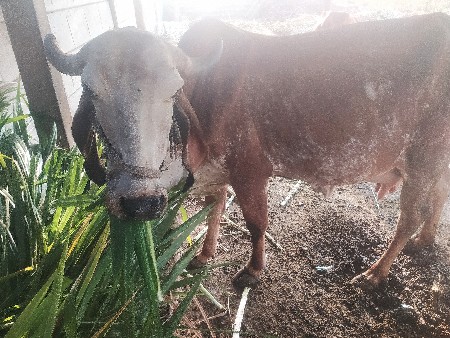 ગાય વેચવાની છે