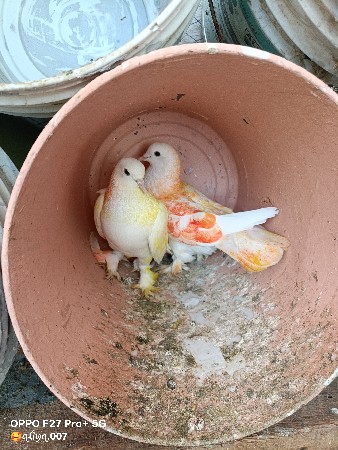 थंबनेल 2