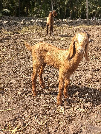 2 bokada vesava na se