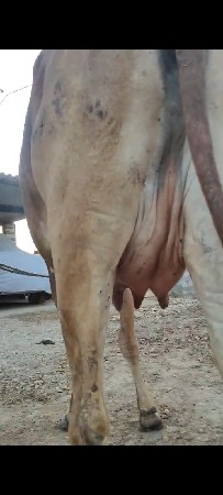 થંબનેલ 2