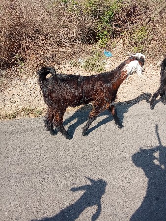 ૧૦ બોકડા