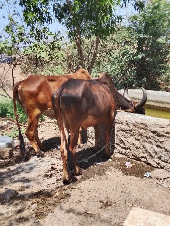 જામનગર જિલ્લો ભાણવડ તાલુકો