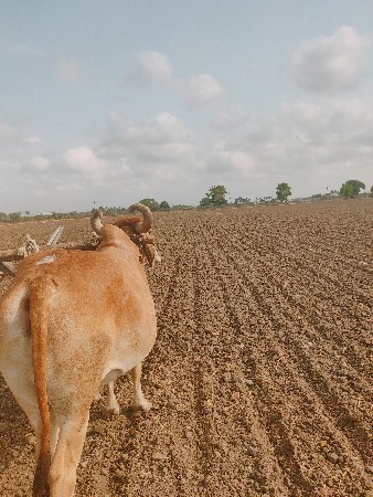બળદ વેચવાનો છે
