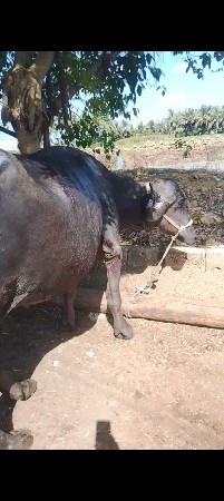 ભેશ વેસવાની છે