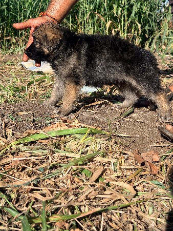 long coat German shepherd