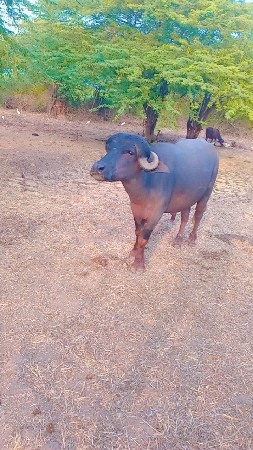 3‌..5વરશનોછે