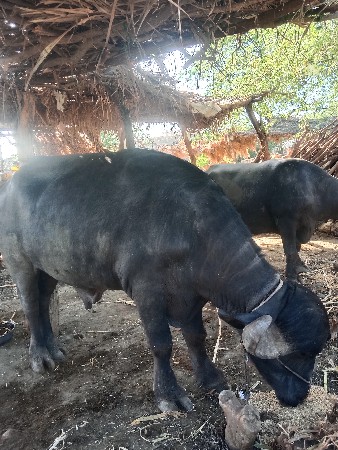 थंबनेल 3