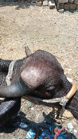 જાફરાબાદી પાડી વેચવાની છે