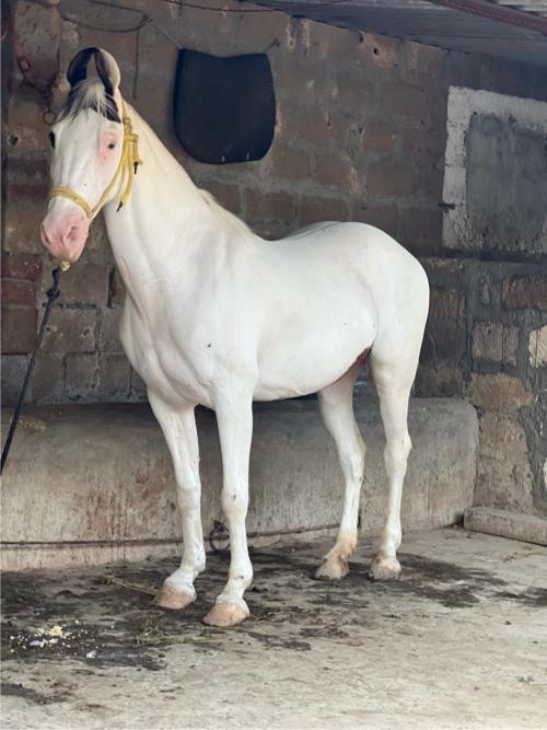 ઘોડી વેચવા ની છે