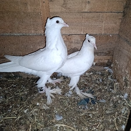 थंबनेल 2