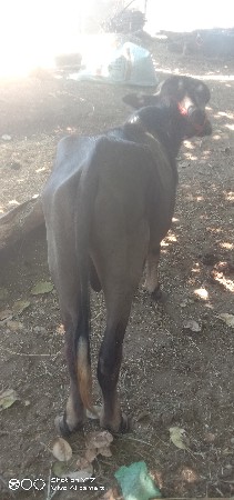 પાડો વેચવાનો છે