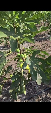 અંજીર કટીંગ જોવે છે