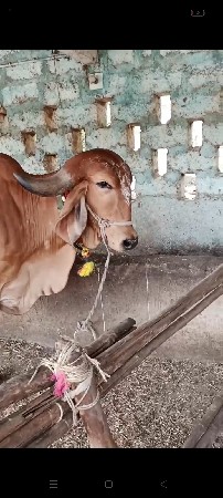 थंबनेल 3